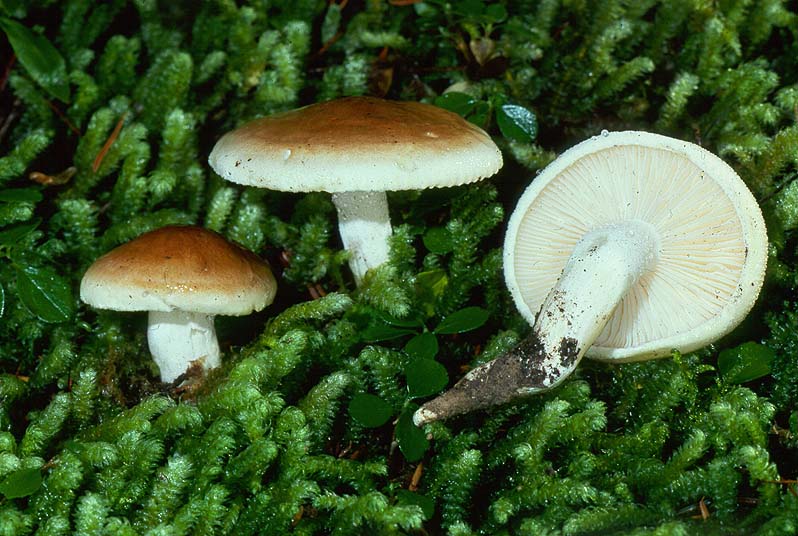 Hygrophorus bakerensis